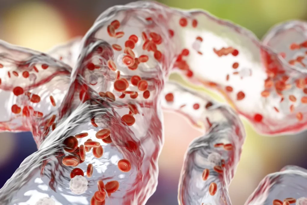 Sistemul vascular și efortul fizic